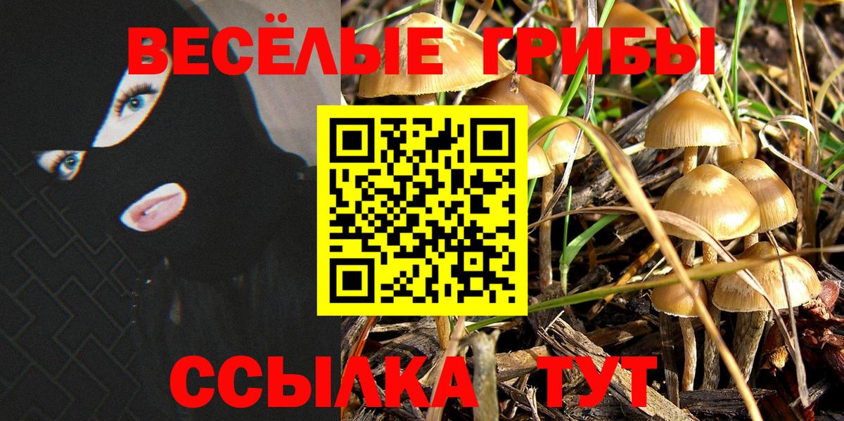Тара  Галлюциногенные грибы Psilocybine cubensis  Вход с VPN  Галлюциногенные грибы Magic Shrooms 